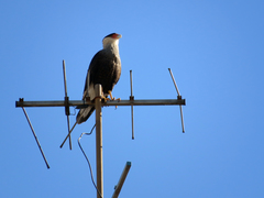 Caracara plancus