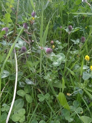 Trifolium pratense