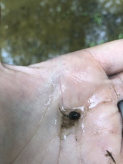 Lithobates sylvaticus