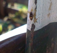 Carpophilus hemipterus