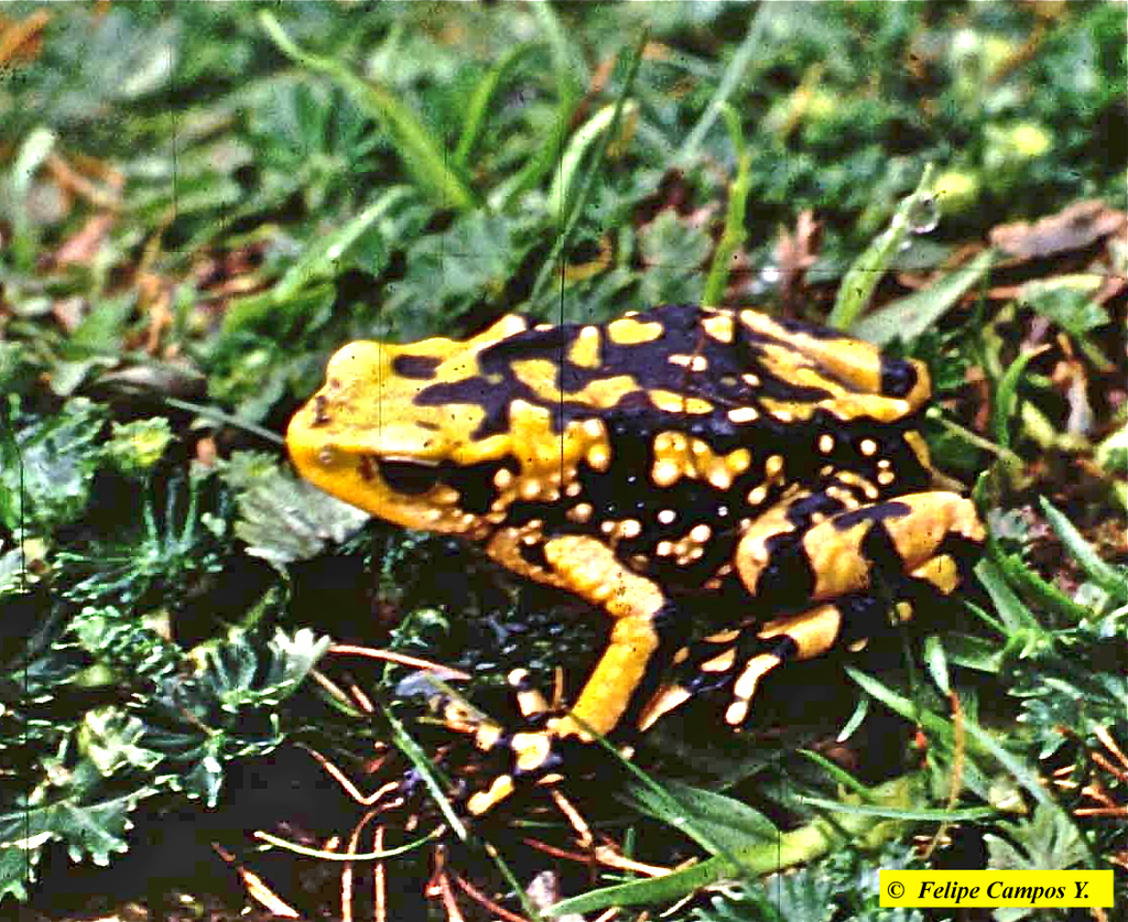 Peters' Stubfoot Toad