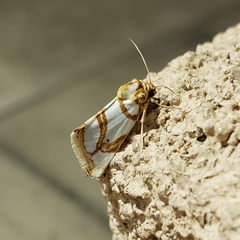 Argentostiria koebelei