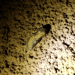 Crimona pallimedia