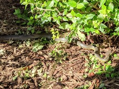 Coluber constrictor flaviventris