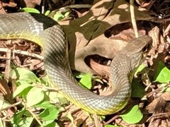 Coluber constrictor flaviventris