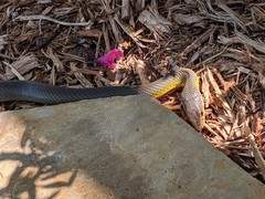 Coluber constrictor flaviventris