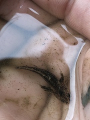 Ambystoma jeffersonianum