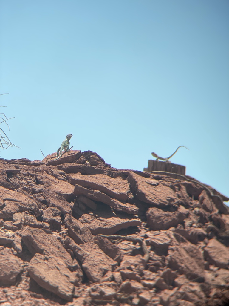 Eastern Collared Lizard from Abilene State Park, Tuscola, TX, US on May ...