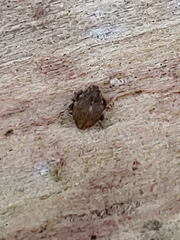 Rhinoncomimus latipes