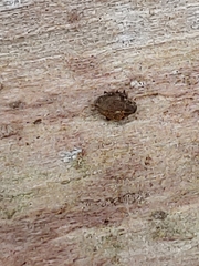 Rhinoncomimus latipes