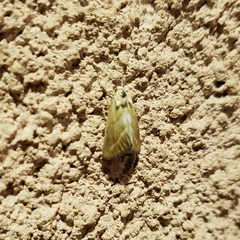 Lineostriastiria hutsoni