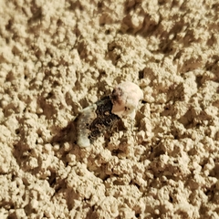 Triocnemis saporis