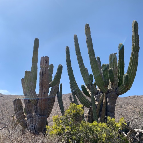 Pachycereus pringlei