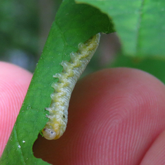 Tomostethus multicinctus