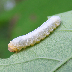 Tomostethus multicinctus