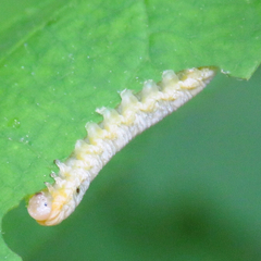 Tomostethus multicinctus