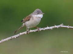 Common Whitethroat photo 2