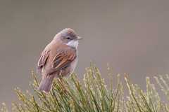 Common Whitethroat photo 5