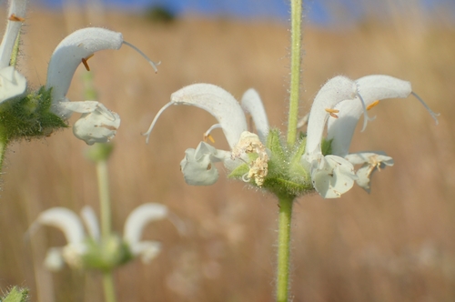 Image of Salvia argentea by (c) Jorge Íñiguez, some rights reserved (CC BY)