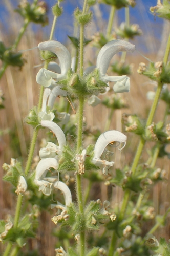 Image of Salvia argentea by (c) Jorge Íñiguez, some rights reserved (CC BY)