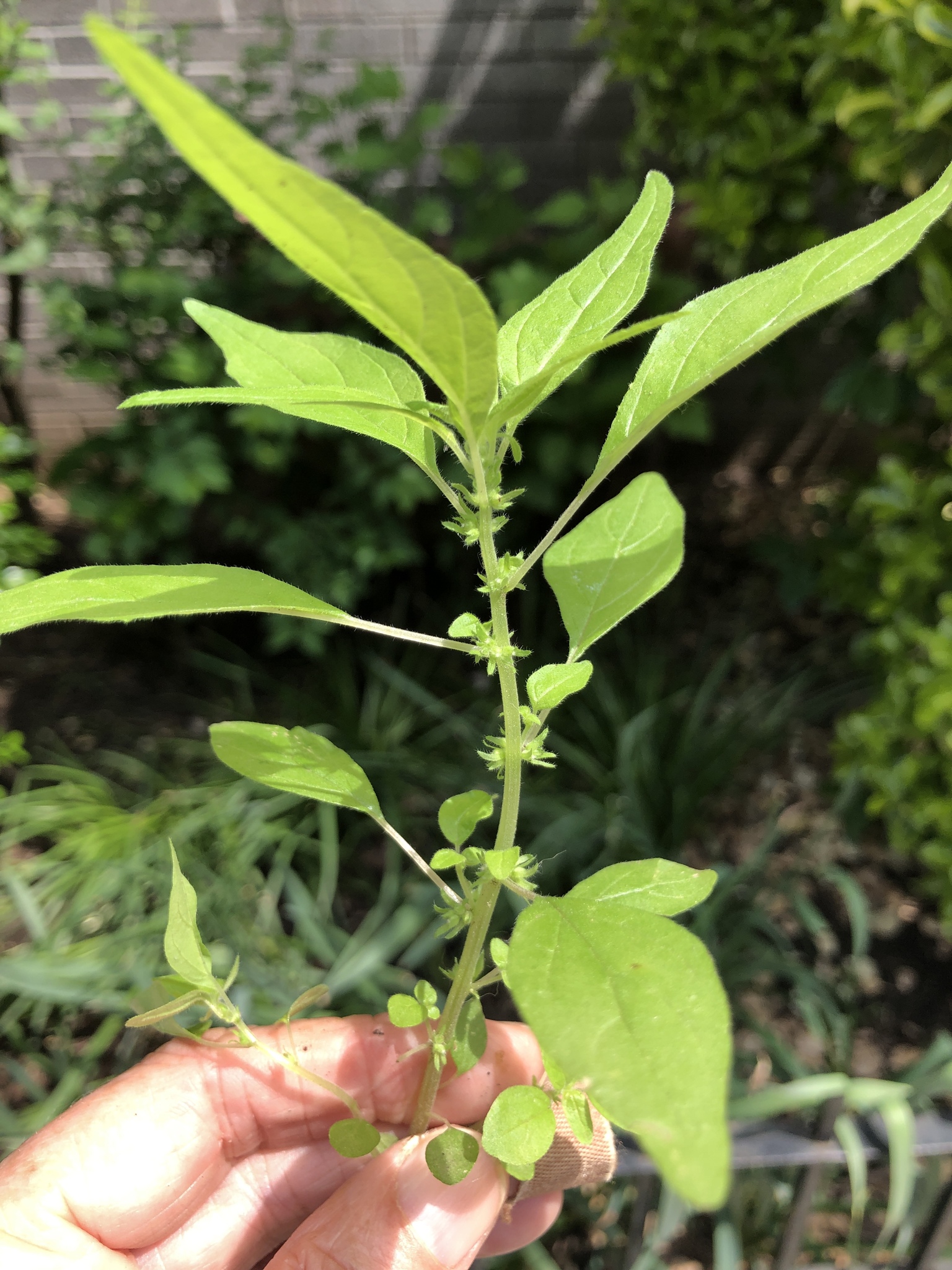 Parietaria pensylvanica