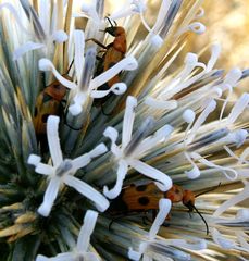 Nemognatha chrysomelina