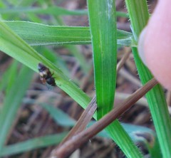 Carpophilus hemipterus