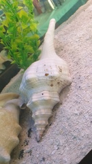 Fasciolariidae