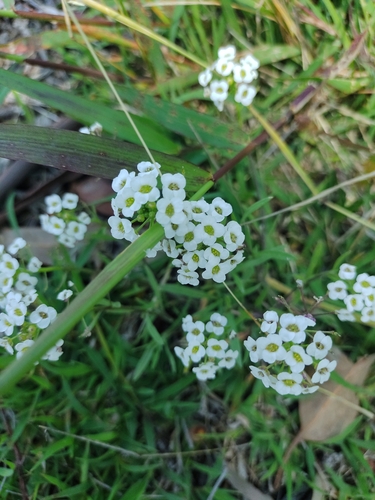 Lobularia maritima observed 2024-06-04