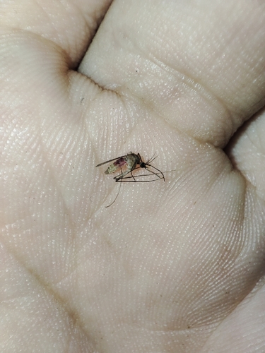 Culex quinquefasciatus