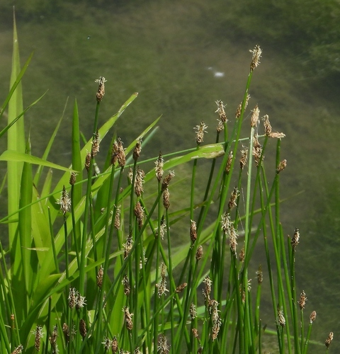 Pelkinis duonis nuotrauka