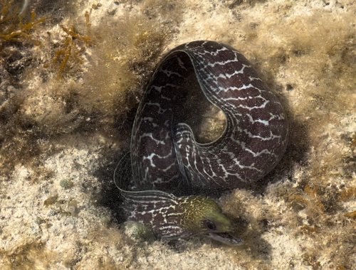 Undulated Moray