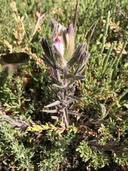 Chloropyron maritimum