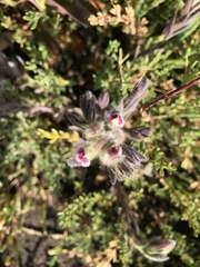 Chloropyron maritimum