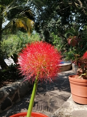 Scadoxus multiflorus multiflorus