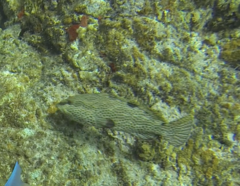 Epinephelus adscensionis