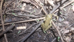 Hyperolius viridiflavus