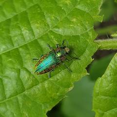 Lamprodila rutilans