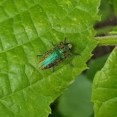 Lamprodila rutilans