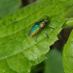 Lamprodila rutilans