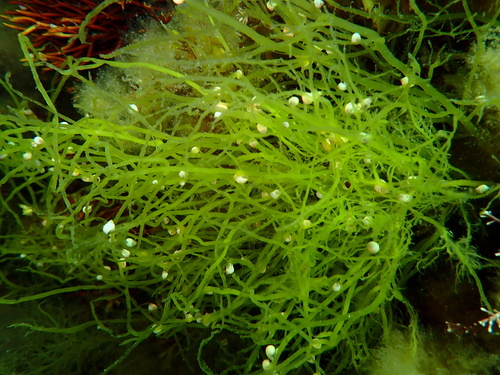 Cystoclonium purpureum observed 2024-06-05