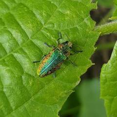 Lamprodila rutilans