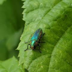 Lamprodila rutilans