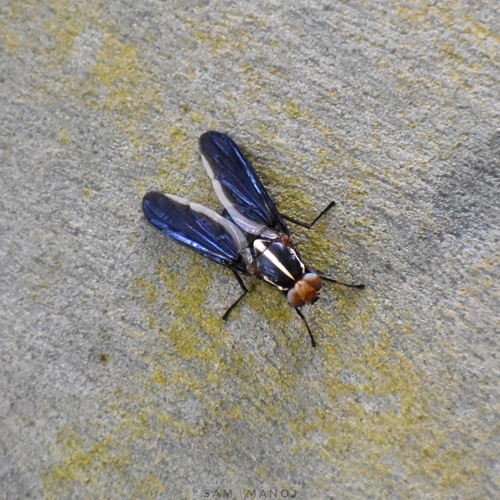 Felderimyia fuscipennis