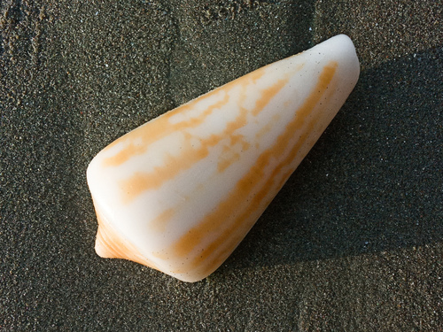 Conus virgatus observed 2024-04-20