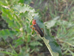 Cantharis soeulensis