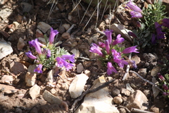 Penstemon thompsoniae