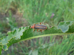 Cantharis soeulensis