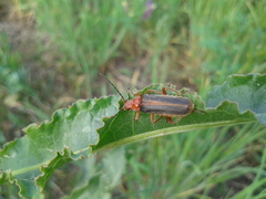 Cantharis soeulensis