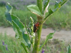 Cantharis soeulensis